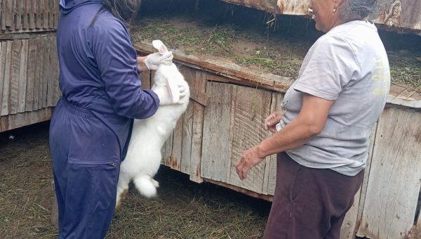 CAMPAÑA DE DESINFECCIÓN Y DESPARASITACIÓN PECUARIA EN PICAIHUA